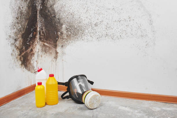 Mold Testing and Removal in Wilmington, OH