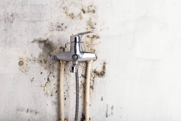 Best Professional Mold Removal  in Wilmington, OH