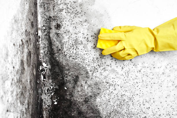 Best Local Mold Removal Service  in Wilmington, OH