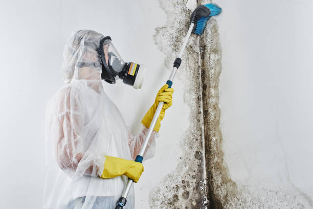 Best Home Mold Removal  in Wilmington, OH