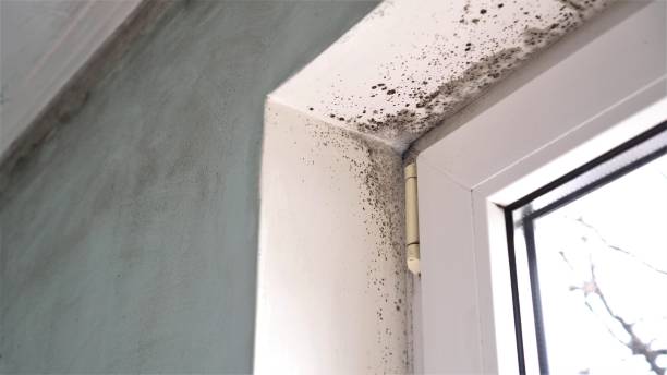 Wilmington, OH Mold Removal Company