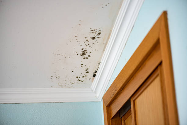 Best Local Mold Removal Service  in Wilmington, OH