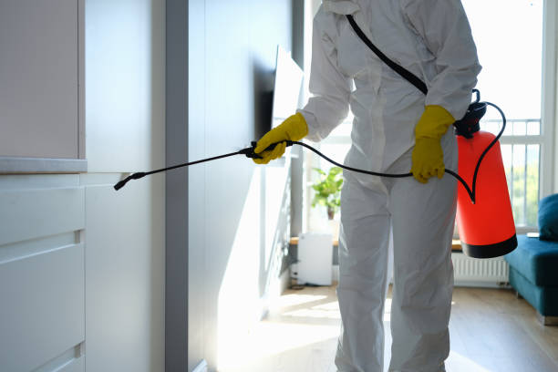 Best Certified Mold Removal  in Wilmington, OH
