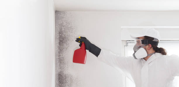 Best Crawl Space Mold Removal  in Wilmington, OH