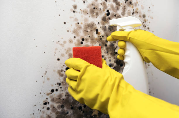 Best Residential Mold Removal  in Wilmington, OH
