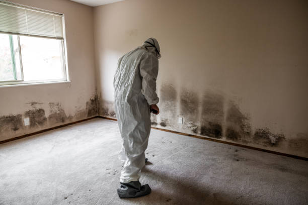 Best Affordable Mold Removal  in Wilmington, OH