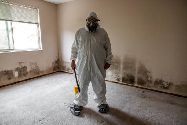 Best Fast Mold Removal  in Wilmington, OH